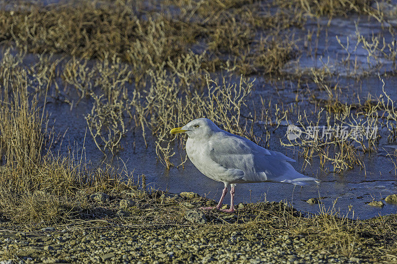 蓝鸥(Larus hyperboreus)是一种大型海鸥，在北半球的北极地区和欧洲大西洋海岸繁殖。它是迁徙动物，从北大西洋和北太平洋越冬，远至布里蒂